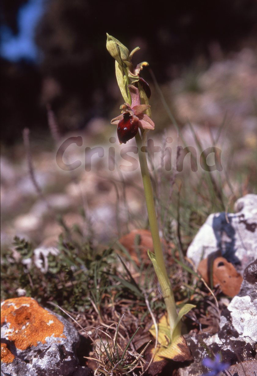 Ibrido: Ophrys biscutella x O. promontorii